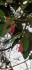 Dipterocarpus