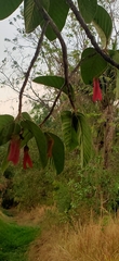 Dipterocarpus