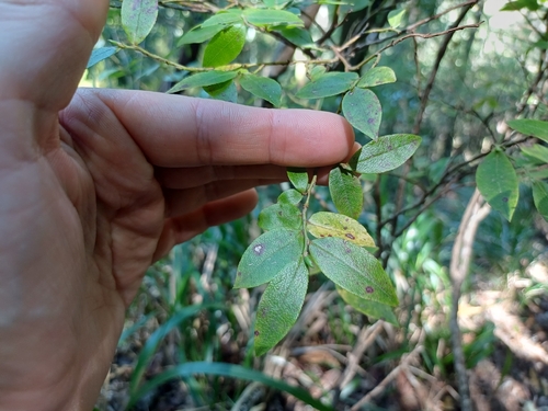 Madeira blueberry (Vaccinium padifolium)