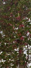 Dipterocarpus