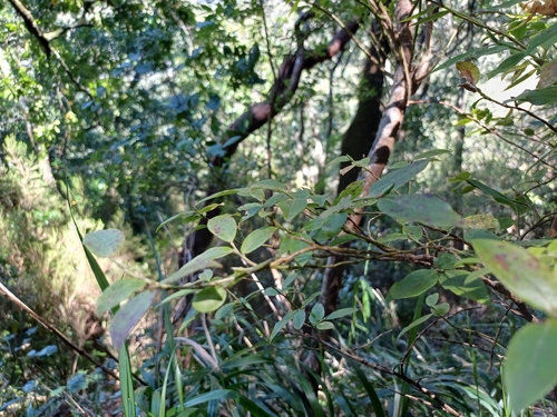 Vaccinium padifolium, photograph 5