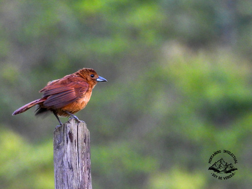 White-lined Tanager