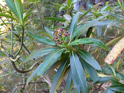 Canary Spurge (Euphorbia mellifera)