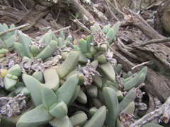 Corpuscularia
