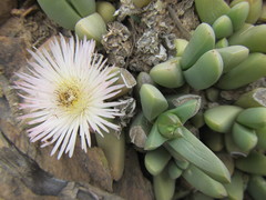 Corpuscularia