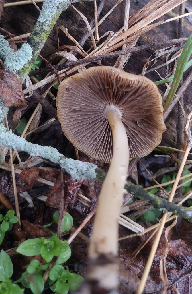 Psathyrella spadiceogrisea · April 2026 · photo: © swords (iNaturalist, cc0)