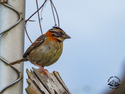 Rufous-collared Sparrow