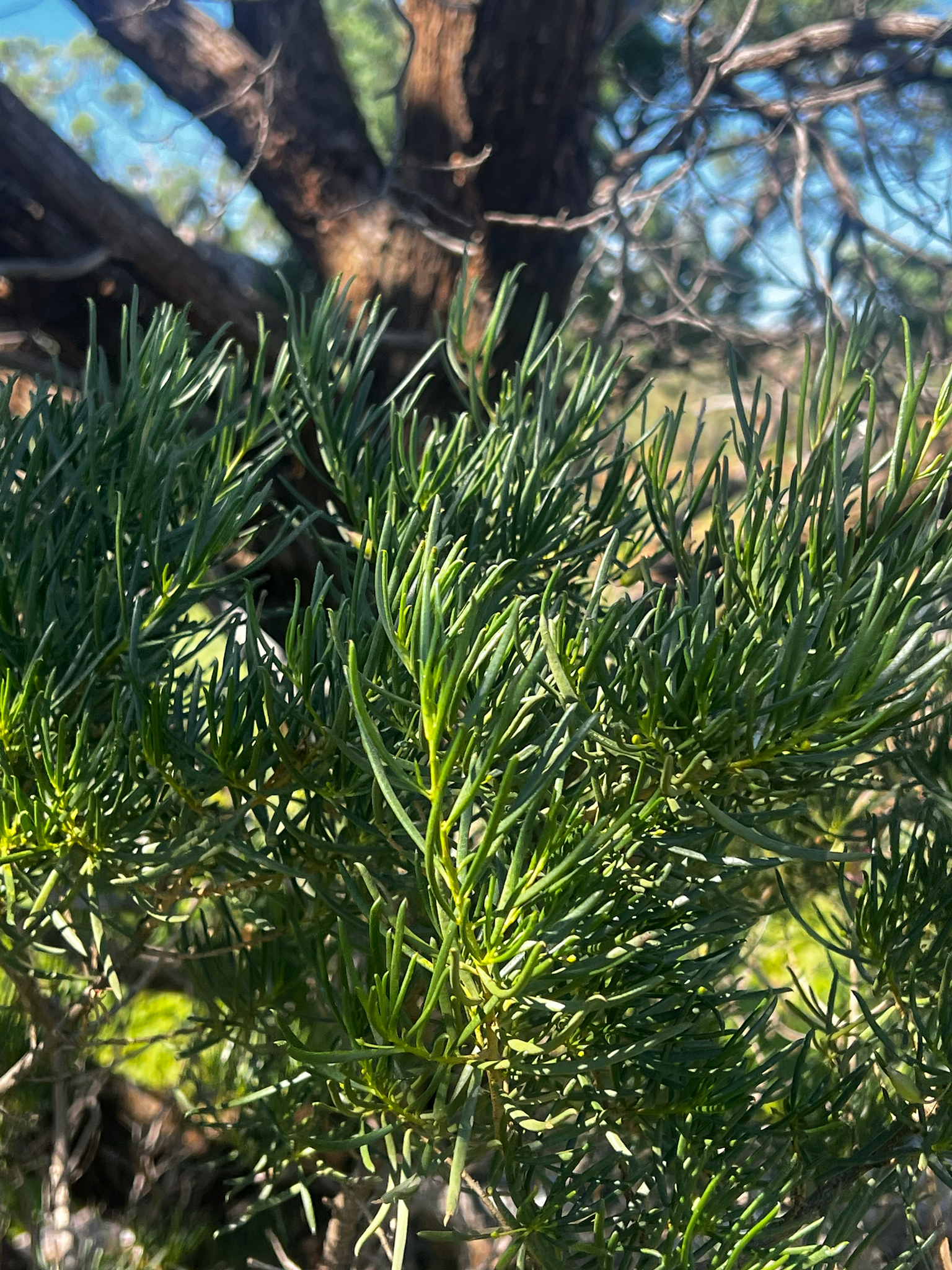 Narrow-Leaved Poverty Bush (Eremophila alternifolia)