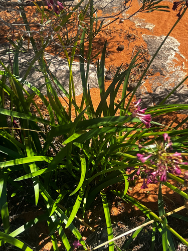 Calostemma purpureum, photograph 4