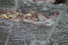 Sphenomorphus melanopogon