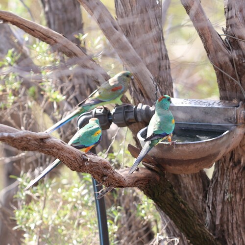 Mulga Parrot (Psephotellus varius), photo 3