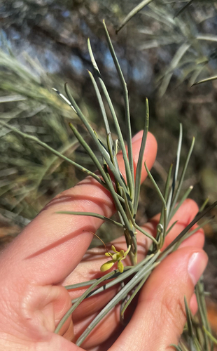 weeooka (Eremophila oppositifolia)