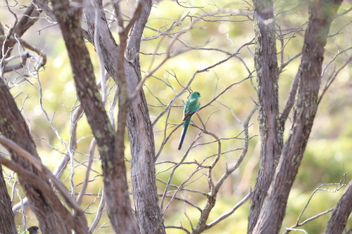 Mulga Parrot (Psephotellus varius), photo 4