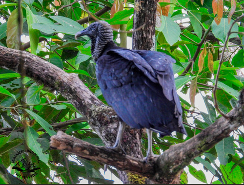 Black Vulture