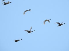 Cygnus columbianus columbianus