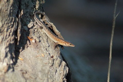 Sphenomorphus melanopogon