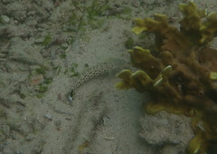 Parapercis hexophtalma
