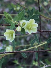 Phyllanthus calycinus