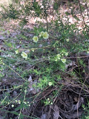 Phyllanthus calycinus