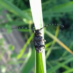 Aegomorphus clavipes