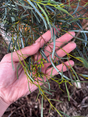 Eucalyptus spathulata
