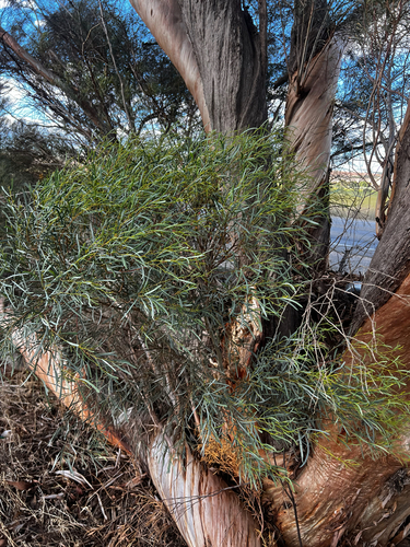 Eucalyptus spathulata, photograph 2