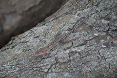 Sphenomorphus melanopogon