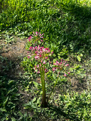 Calostemma purpureum, photograph 3