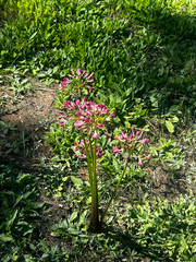 Calostemma purpureum, photograph (c) Alex Stuart, some rights reserved (CC BY)