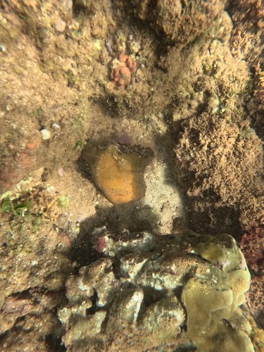 Dolabella auricularia observed 2026-04-06