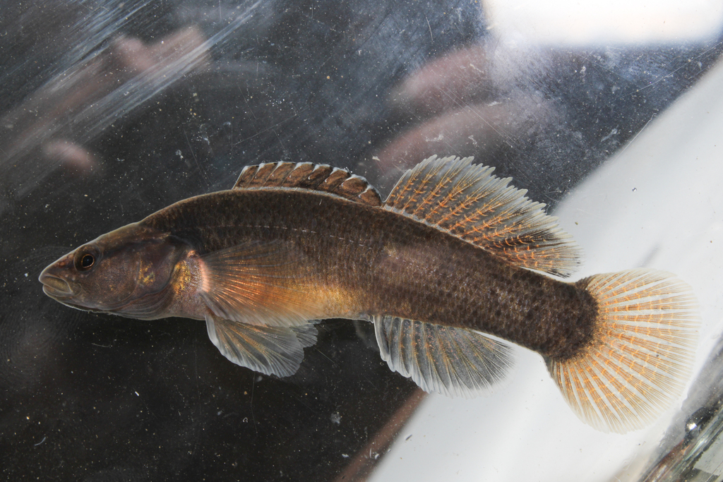 Sooty Darter