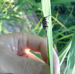 Aegomorphus clavipes