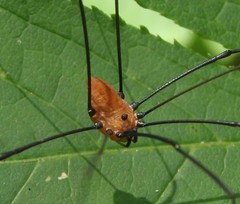 Leiobunum nigropalpi