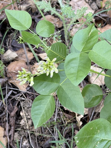 forest scurfpea (Rupertia physodes)