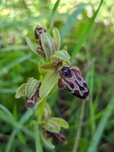 Cyprus Bee Orchid (Ophrys kotschyi)