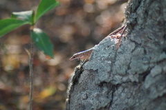 Sphenomorphus melanopogon