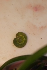 Phlogophora