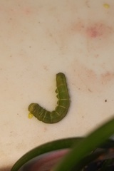 Phlogophora