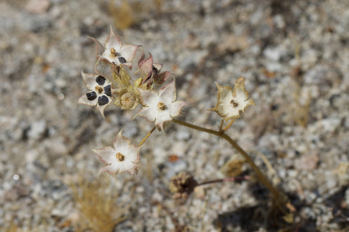 desert fivespot (Eremalche rotundifolia)
