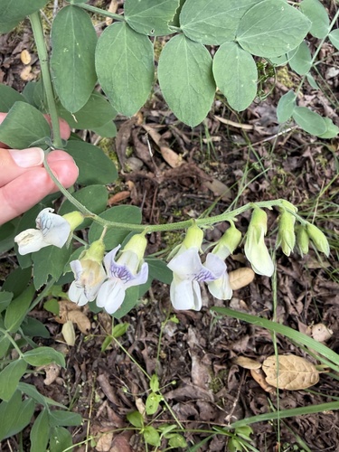 Pacific pea (Lathyrus vestitus)