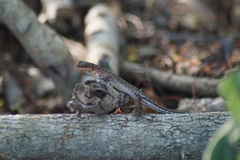 Sphenomorphus melanopogon