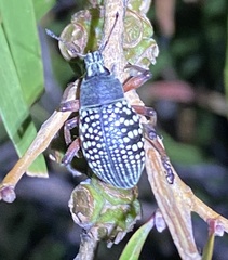 Catasarcus impressipennis