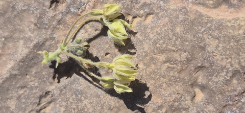 Pergularia tomentosa