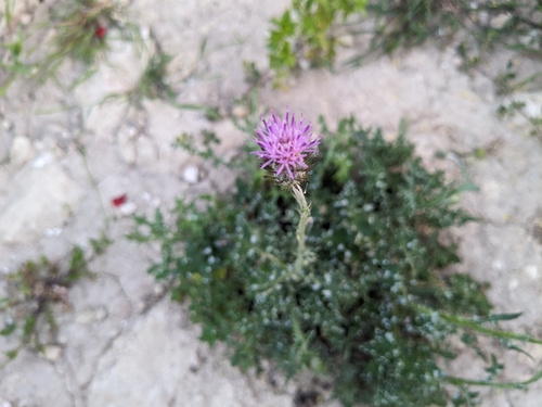 Silver Thistle (Carduus argentatus)