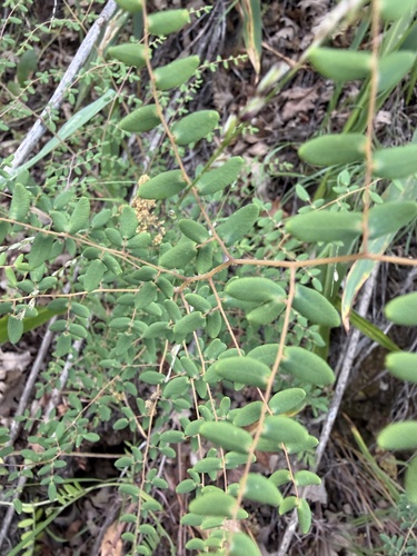 Coffee Fern (Pellaea andromedifolia)