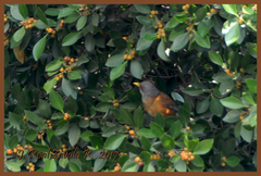 Turdus rufopalliatus