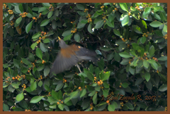 Turdus rufopalliatus