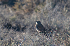 Certhilauda subcoronata subcoronata