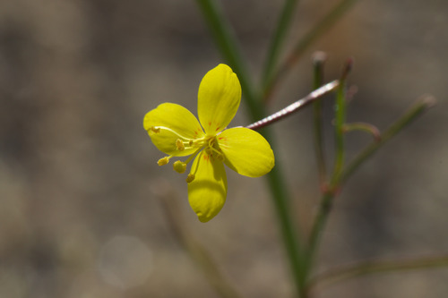 California primrose (Eulobus californicus)