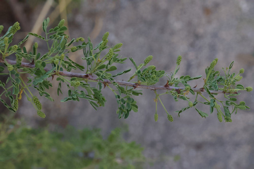 Catclaw Acacia (Senegalia greggii)